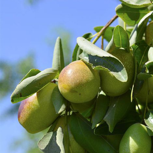 Close-up of ripe jojoba fruits hanging on a leafy branch under a clear blue sky.